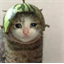 CATWIFMELON