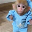 monke