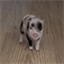 Petunia